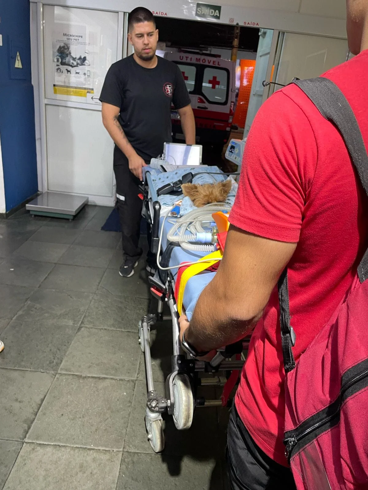 ambulância para animais