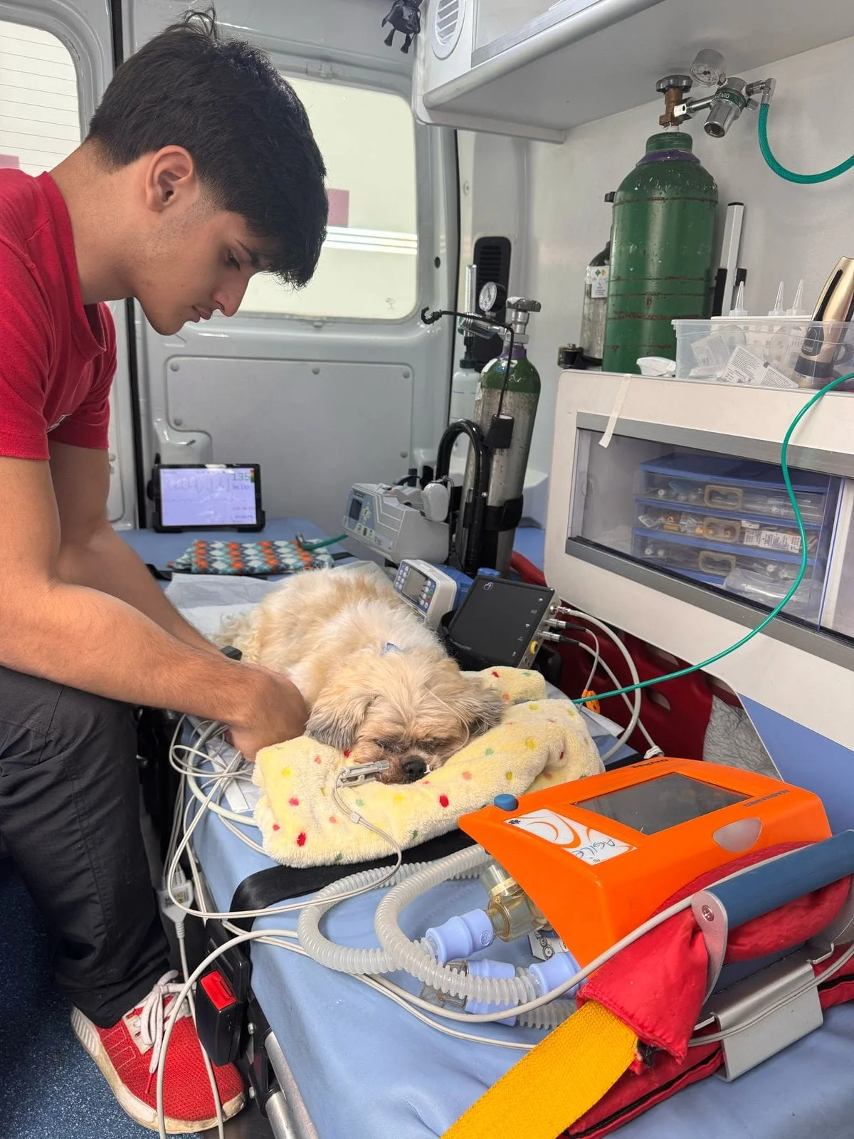 ambulância para cachorro