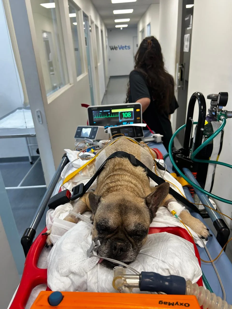ambulância para cachorro