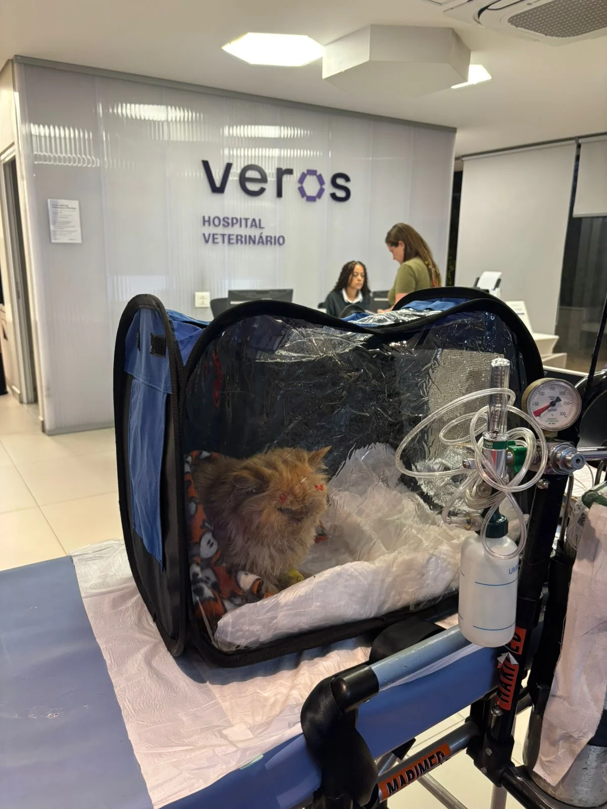 ambulância para gato