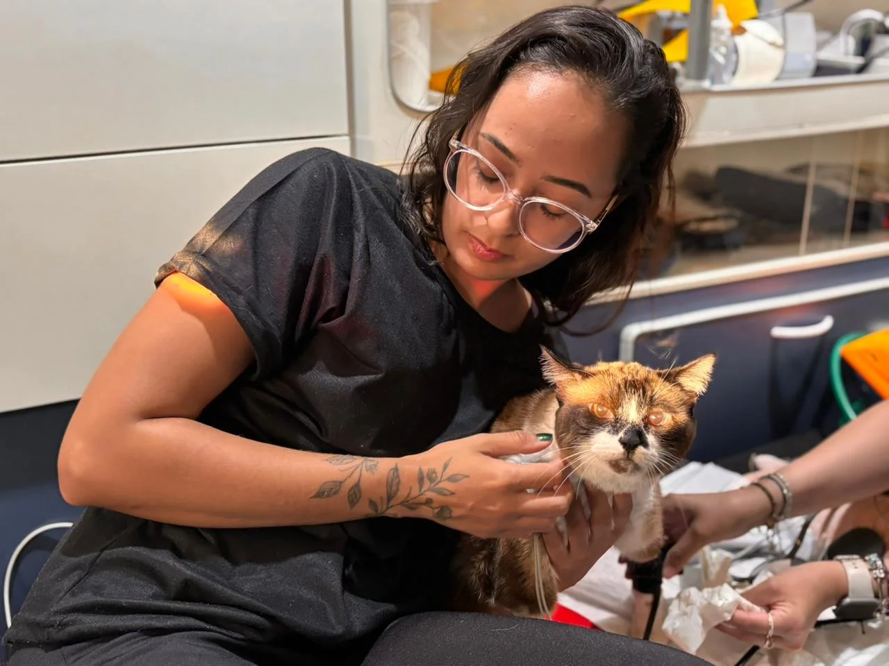ambulância para gato