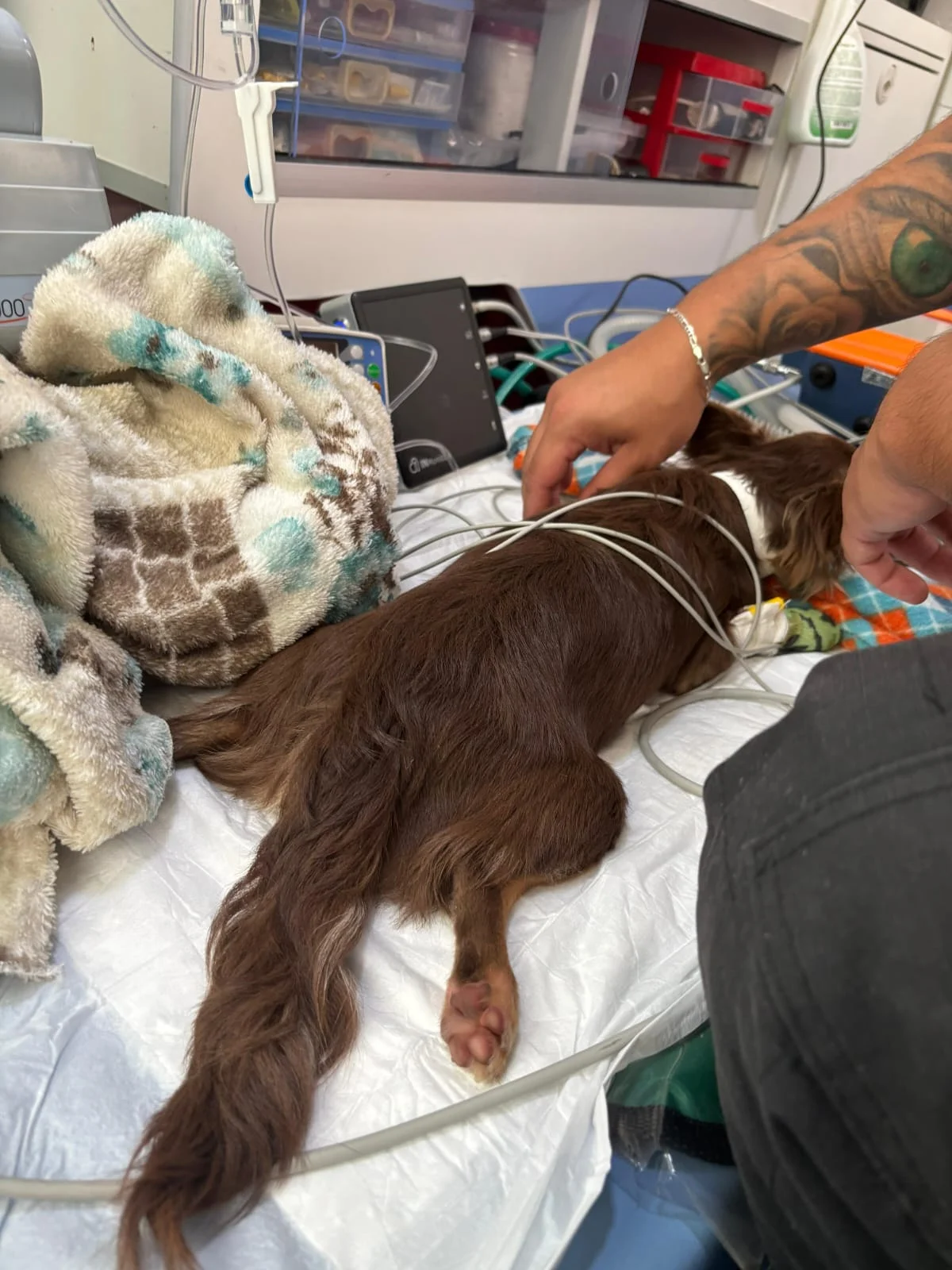 ambulância pet em São Paulo
