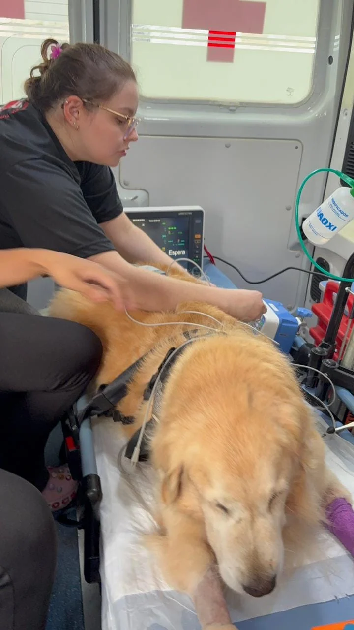ambulância UTI veterinária