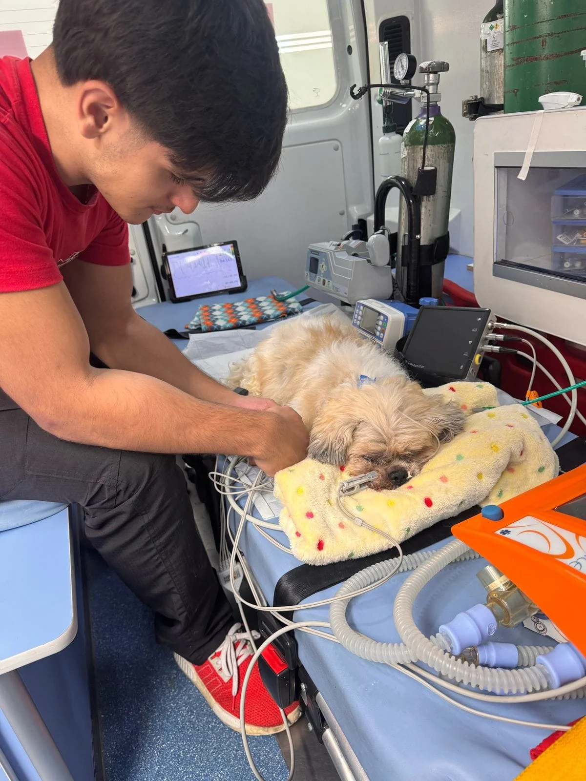 ambulância veterinária