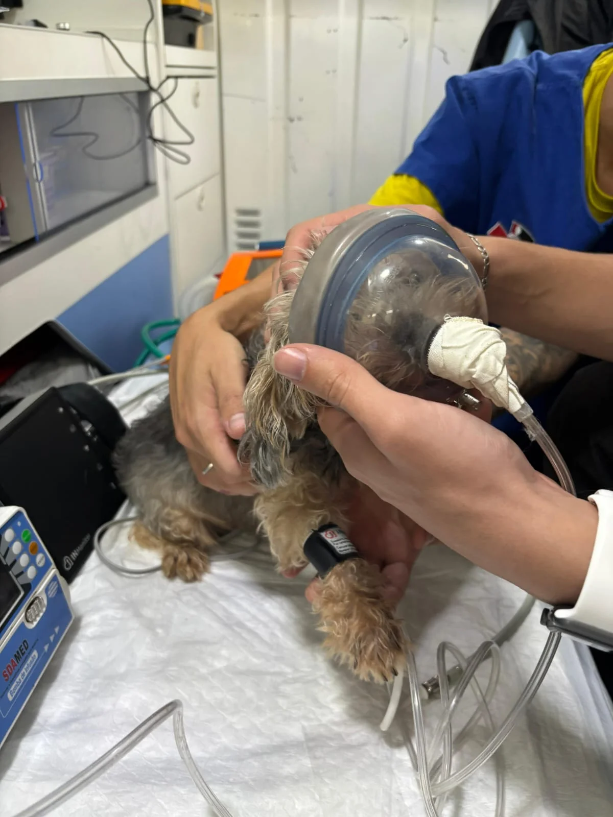 ambulância veterinária com oxigênio
