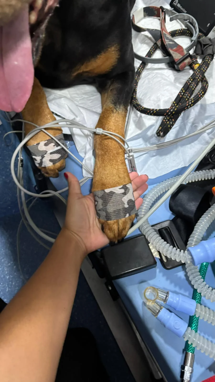 ambulância veterinária com ventilação mecânica