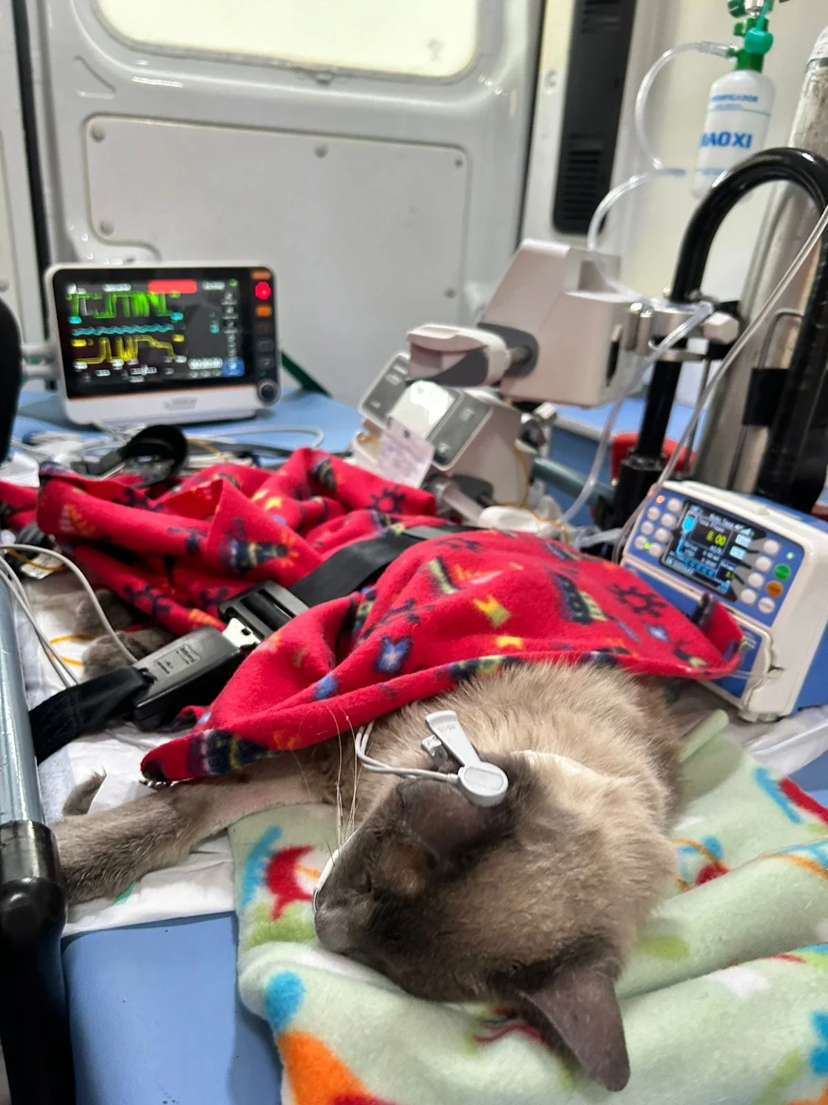 ambulância veterinária em São Paulo