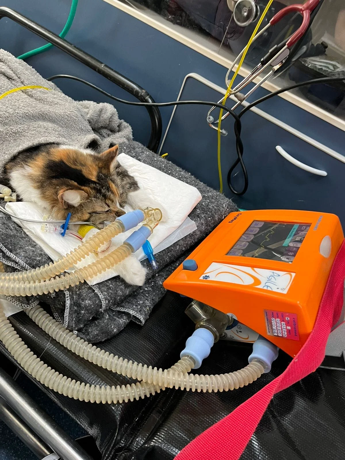 ambulância veterinária em São Paulo