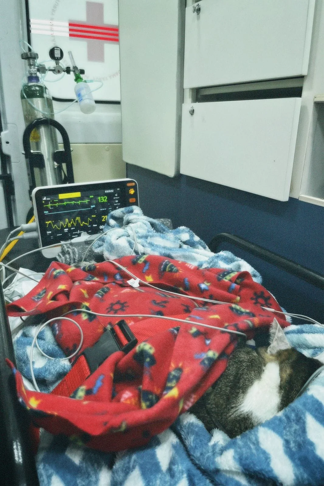 ambulância veterinária especializada