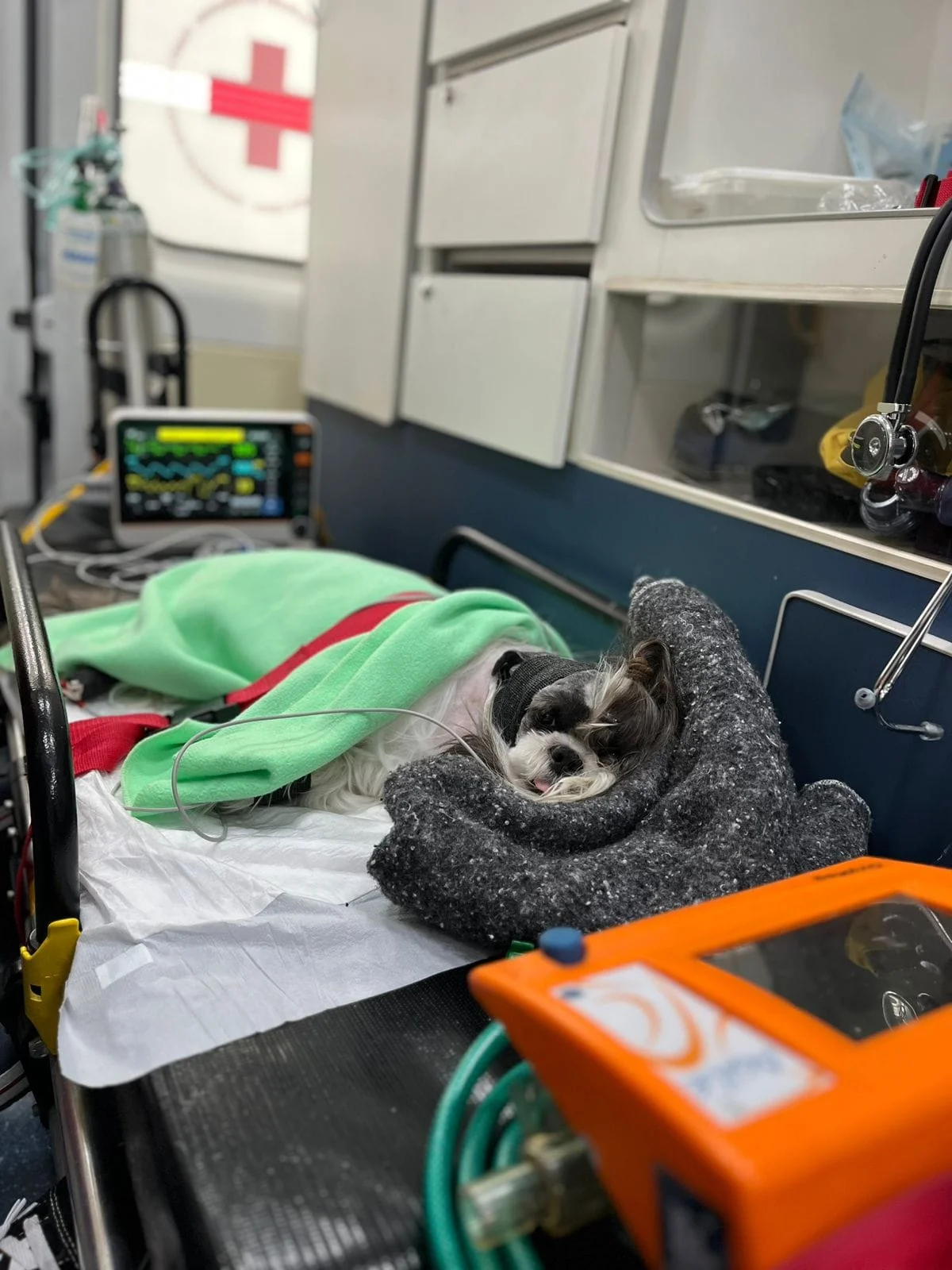 ambulância veterinária perto de mim
