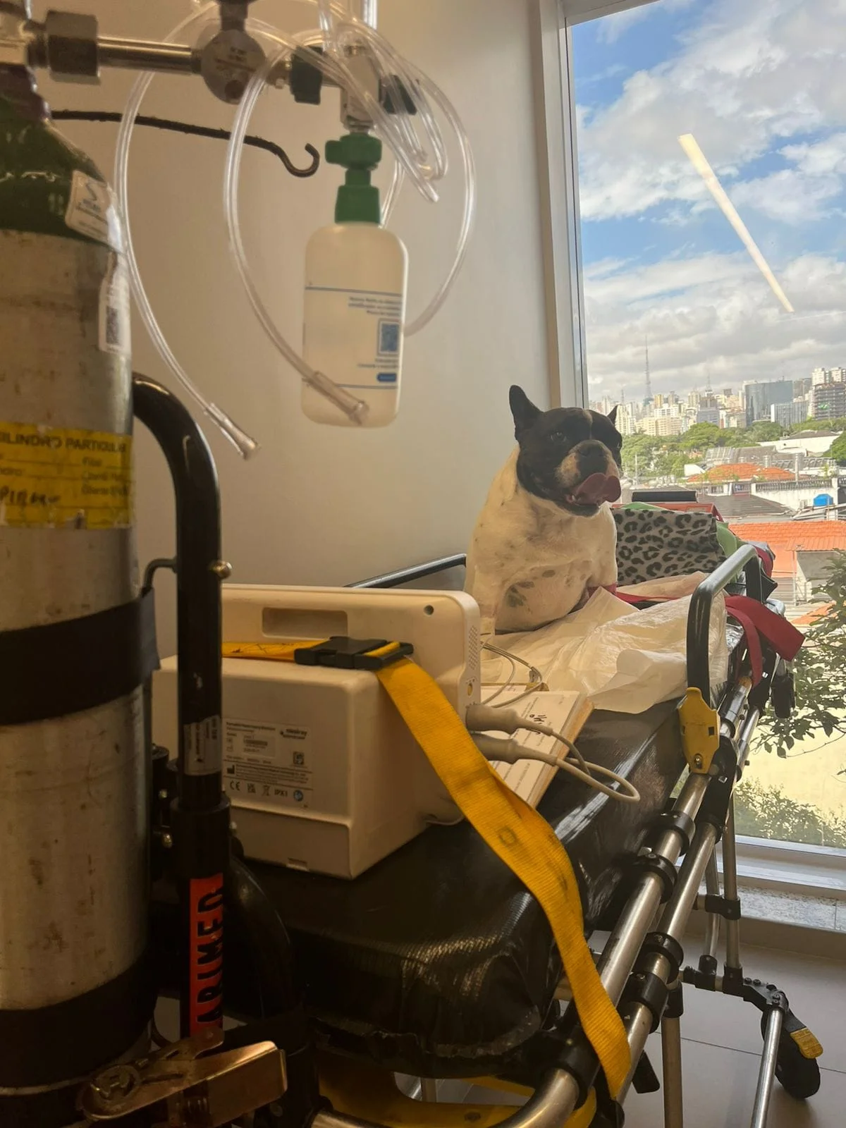ambulância veterinária perto de mim