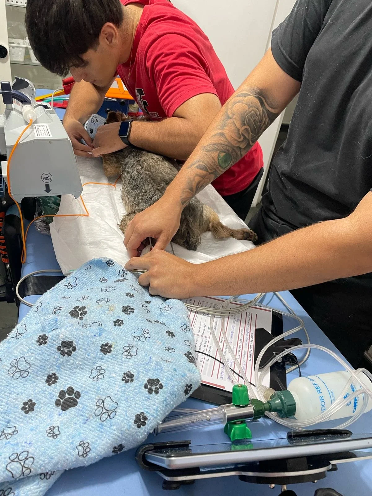 ambulância veterinária perto de mim