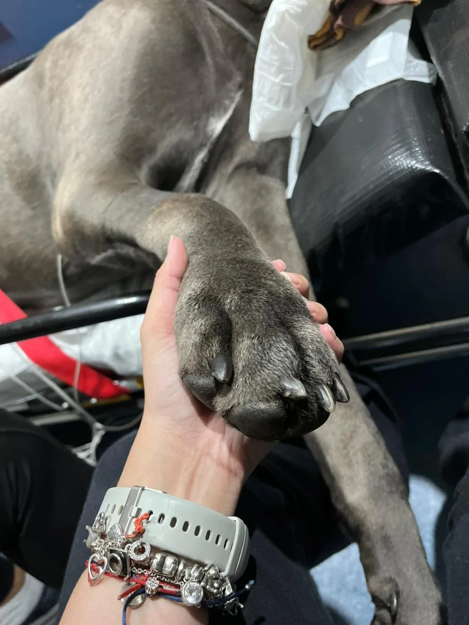 ambulância veterinária UTI