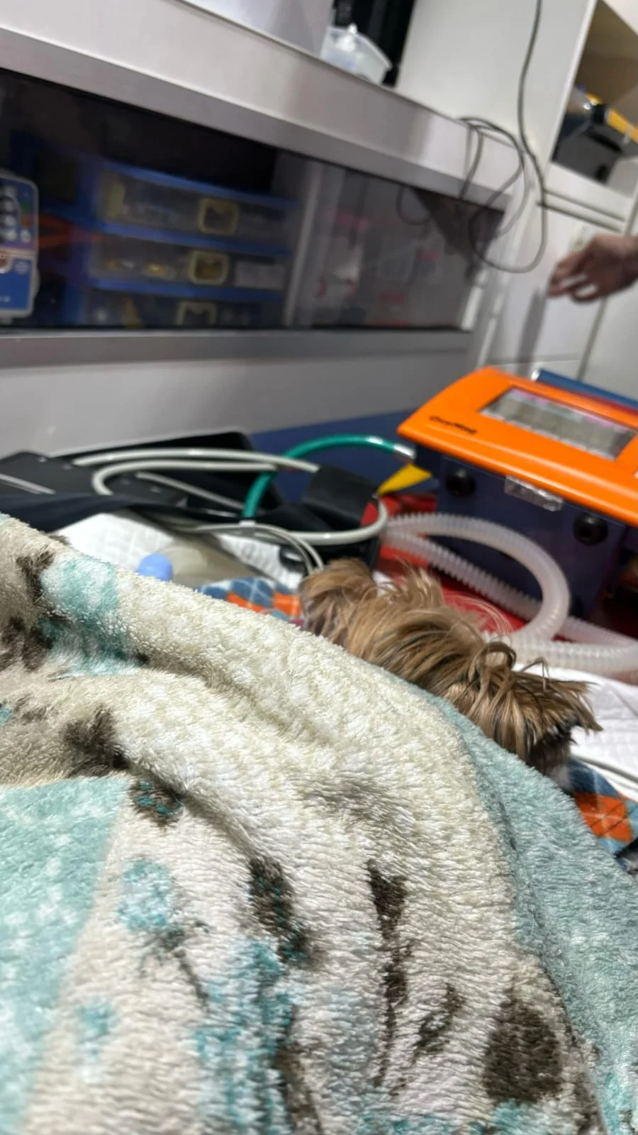 ambulância veterinária UTI