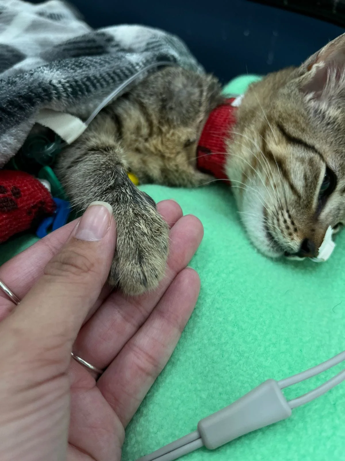 ambulância veterinária UTI em São Paulo