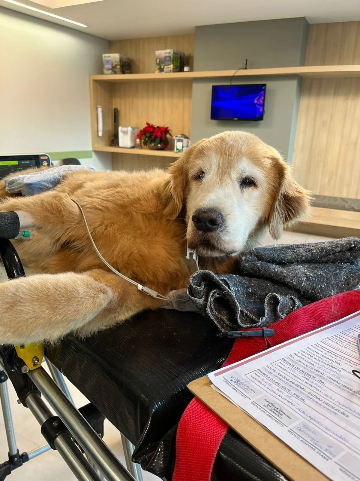 ambulância veterinária UTI em São Paulo
