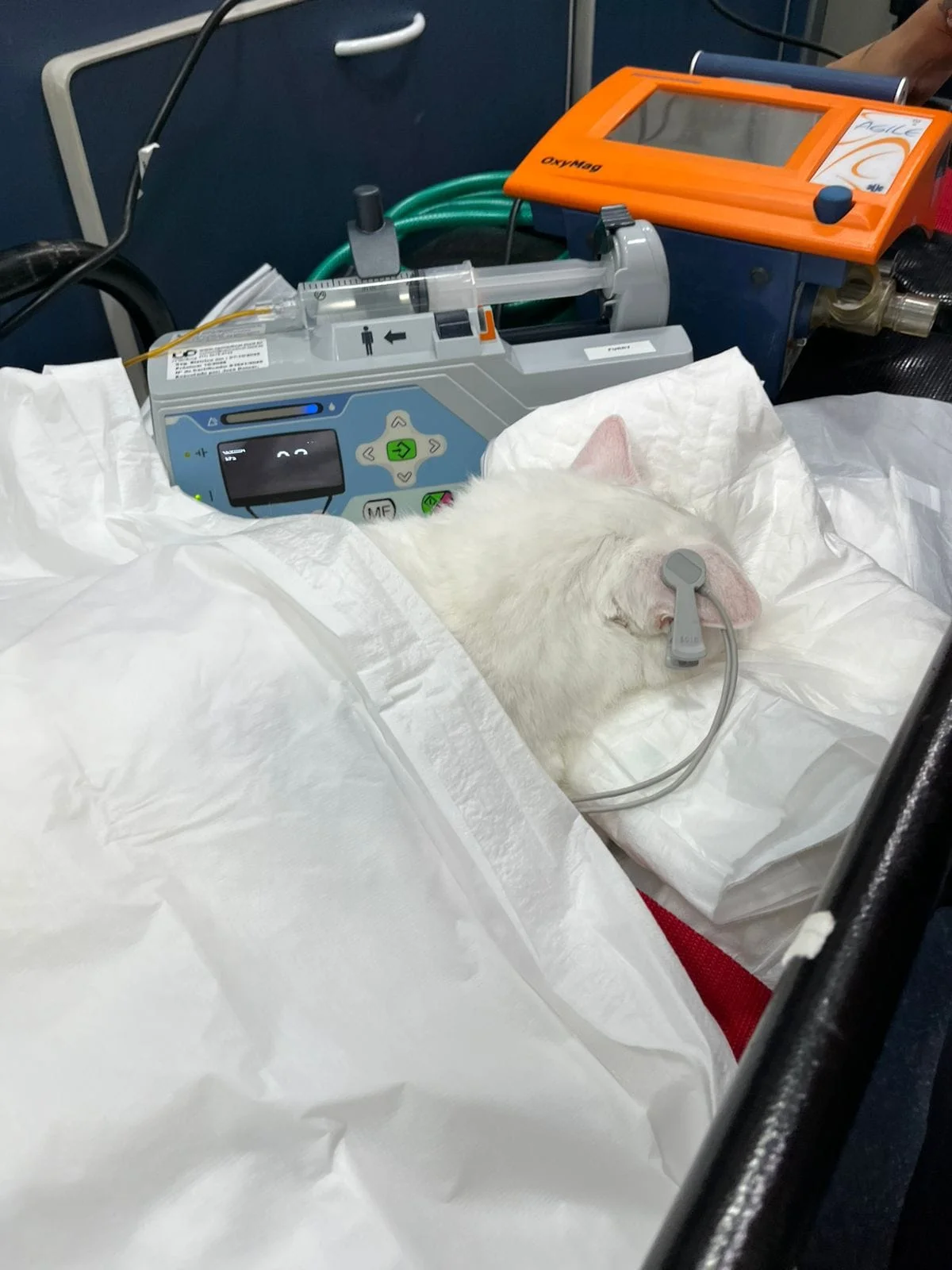ambulância veterinária UTI em São Paulo