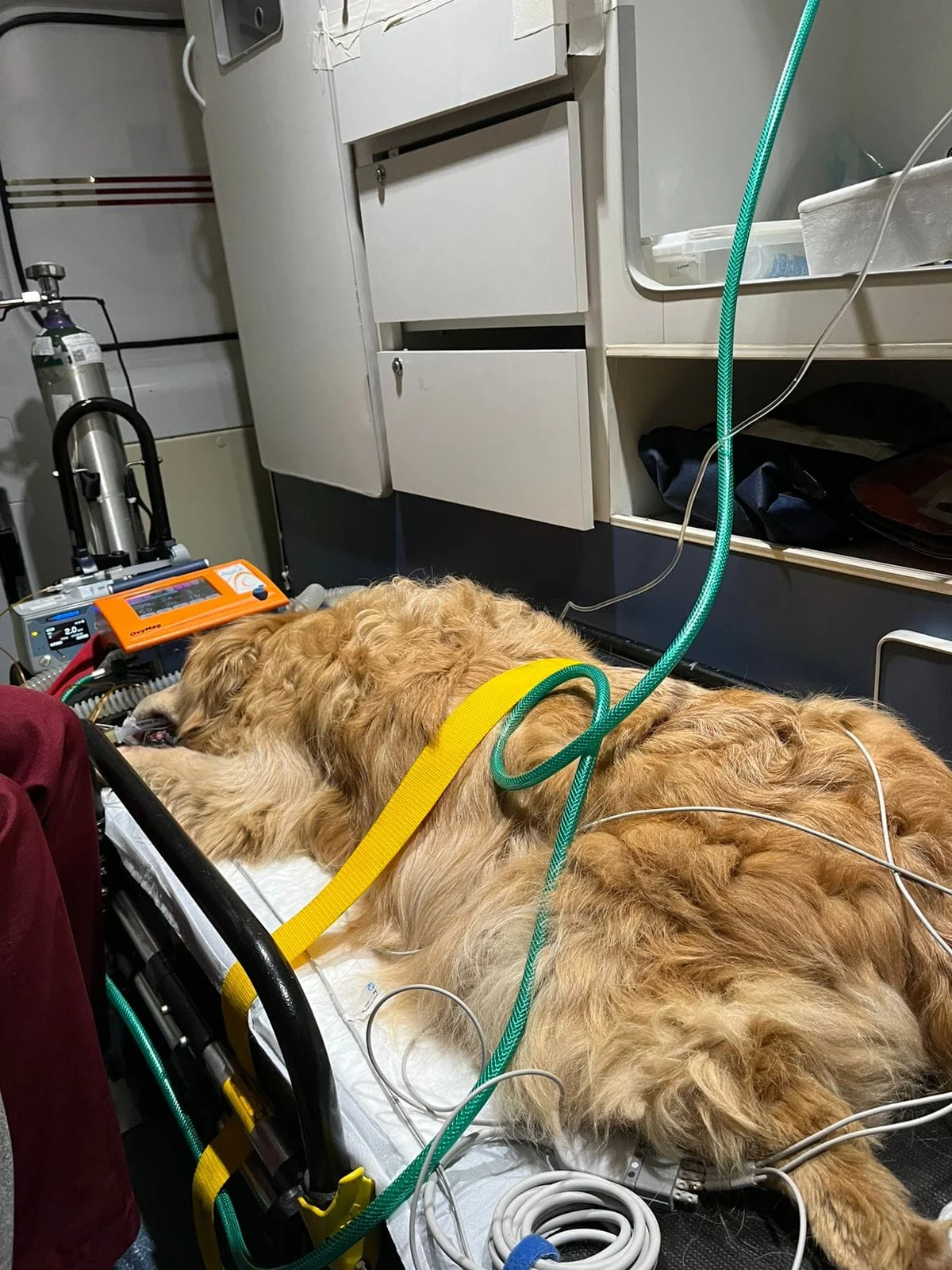 ambulância veterinária UTI em São Paulo