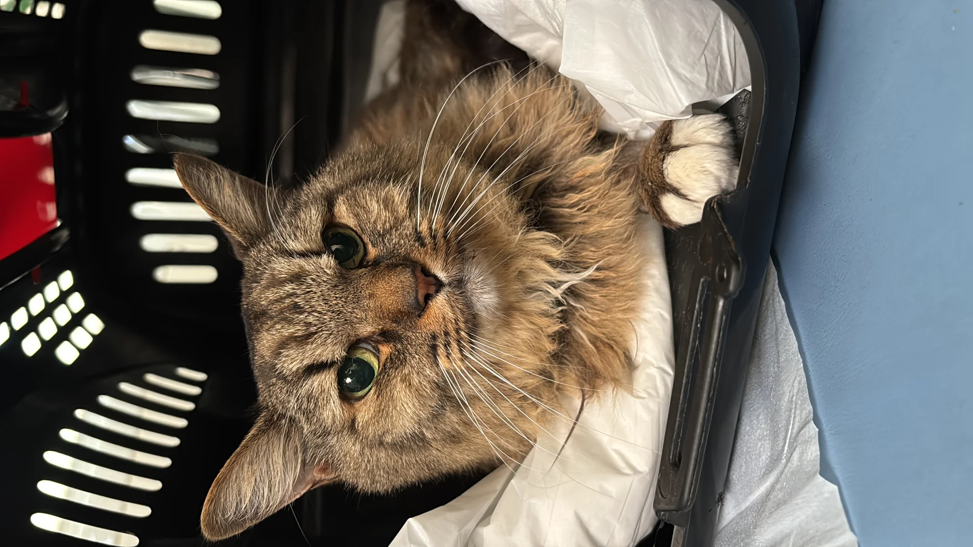 cat friendly