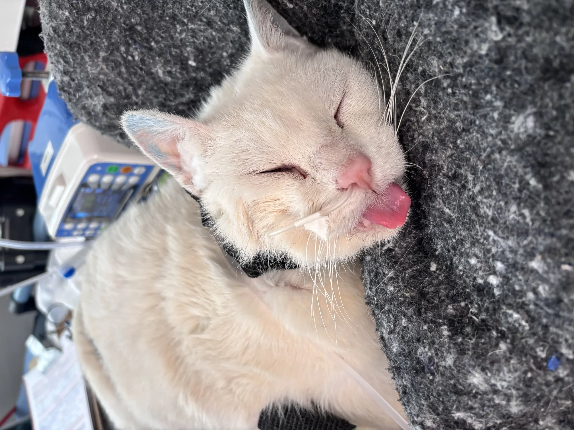 cat friendly