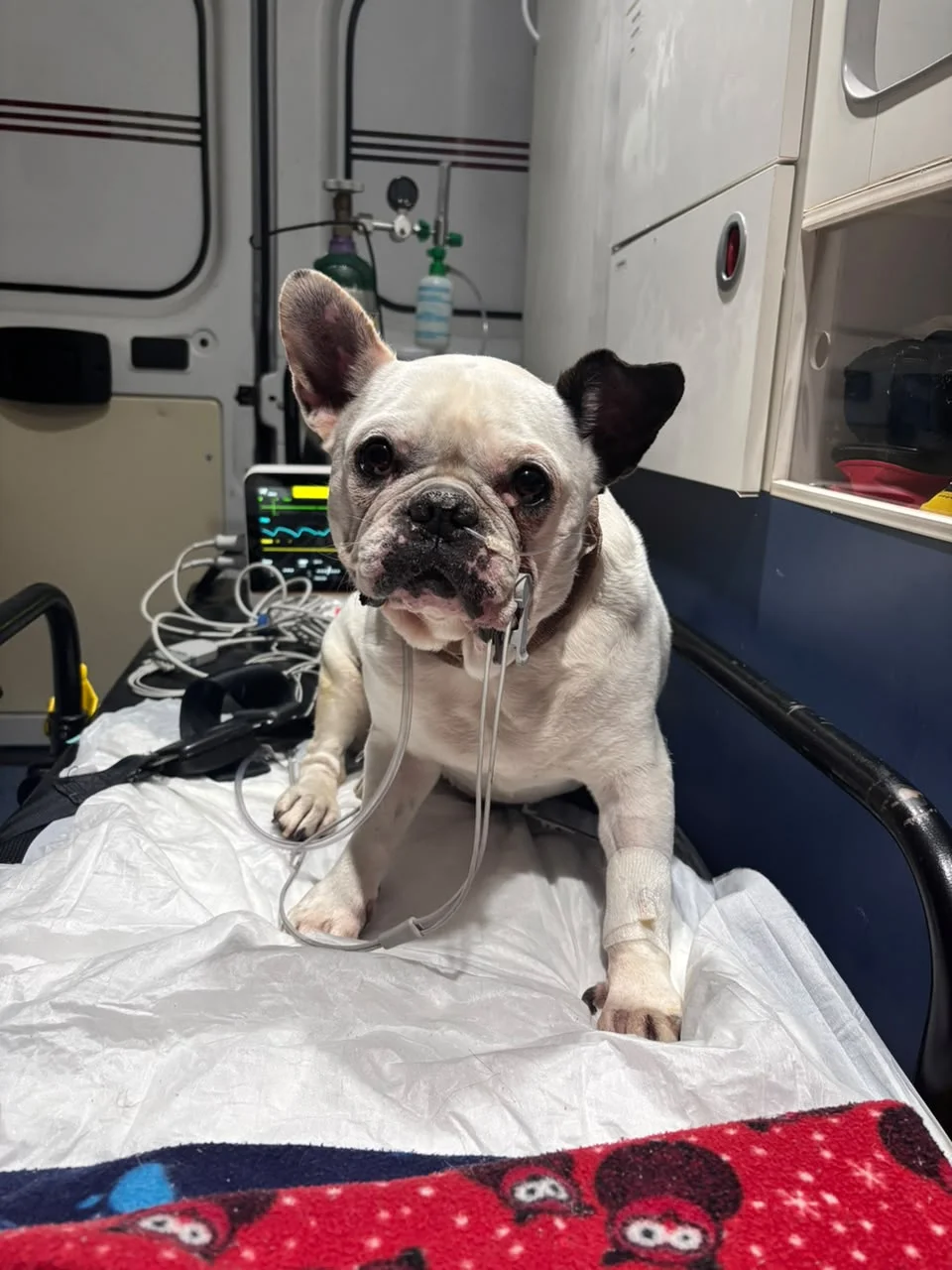 veterinário a domicílio