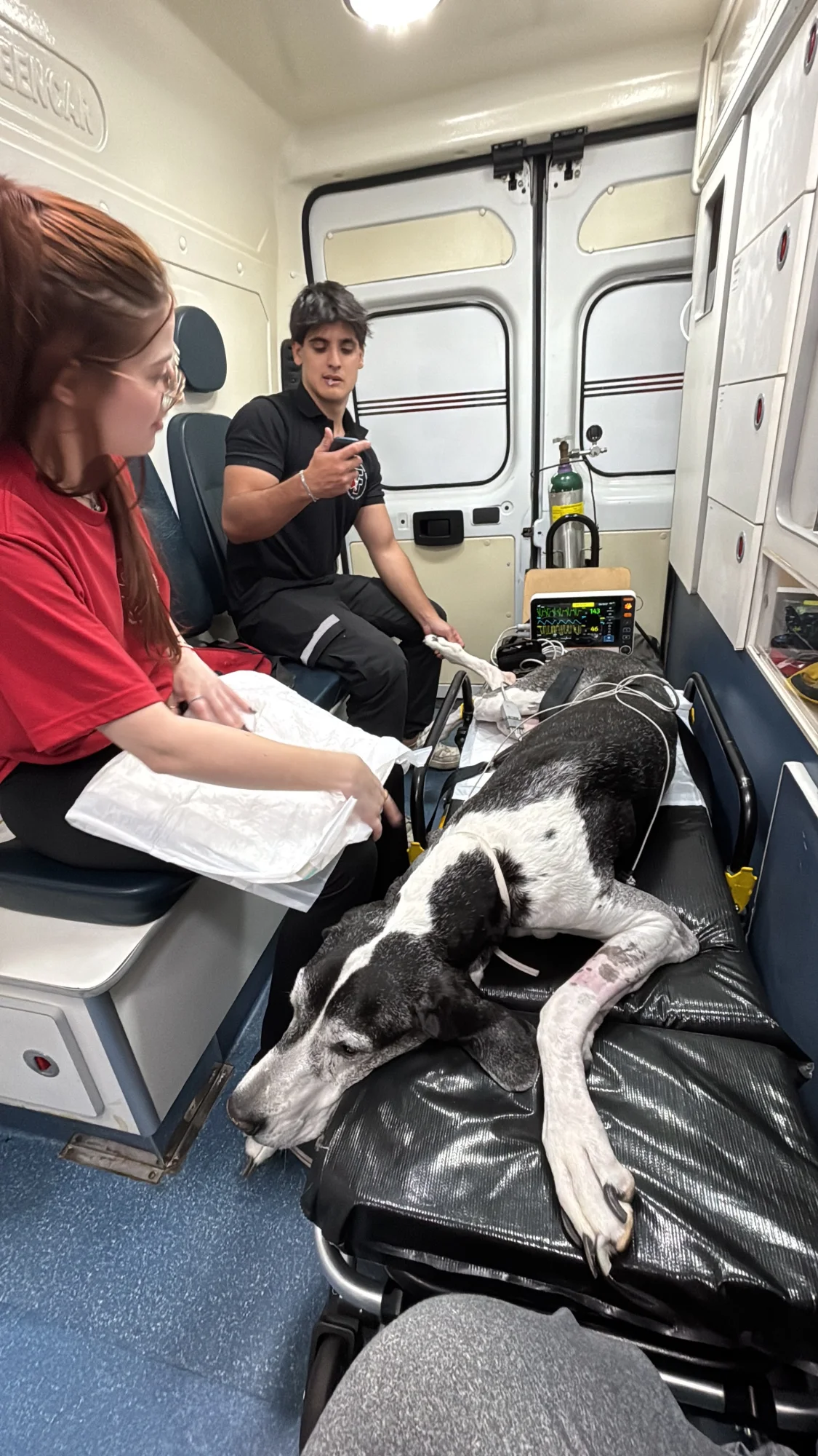 veterinário a domicílio