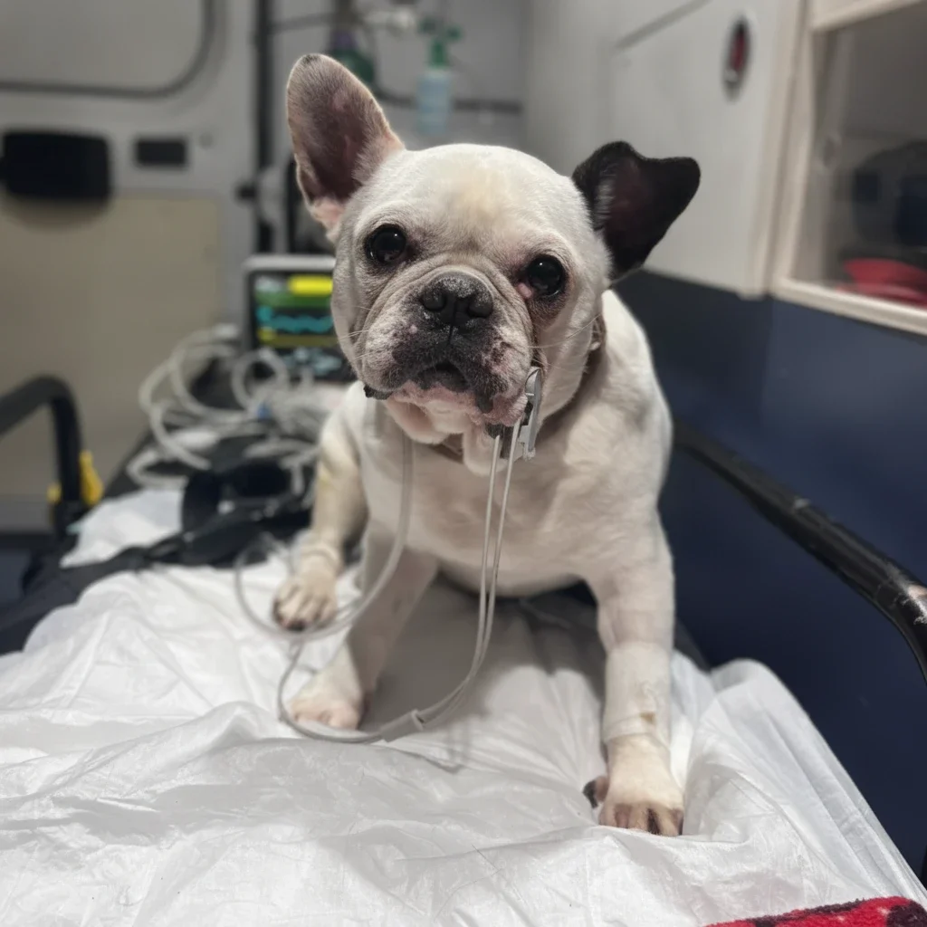 veterinário a domicílio