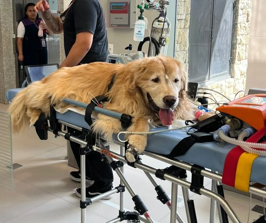 emergência veterinária para cães