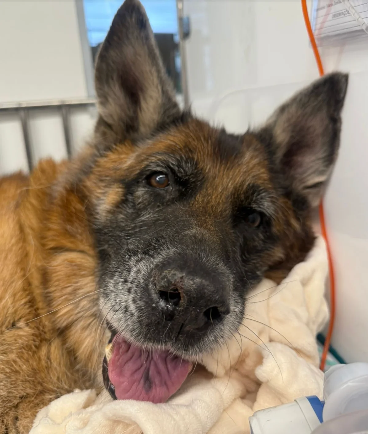 emergência veterinária para cães