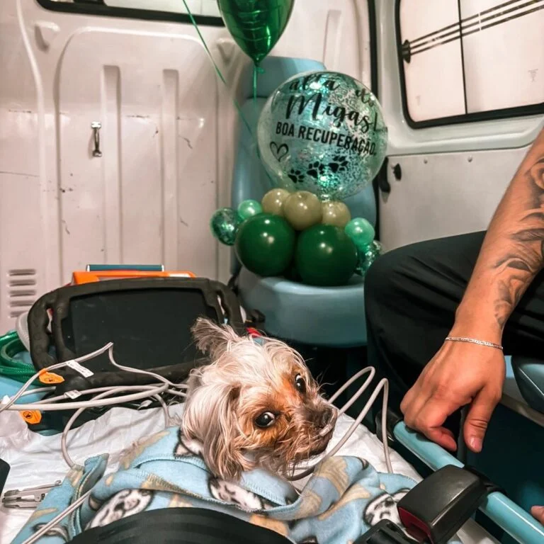 emergência veterinária para cães