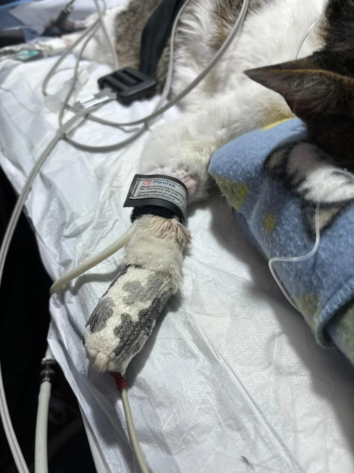 emergência móvel veterinária