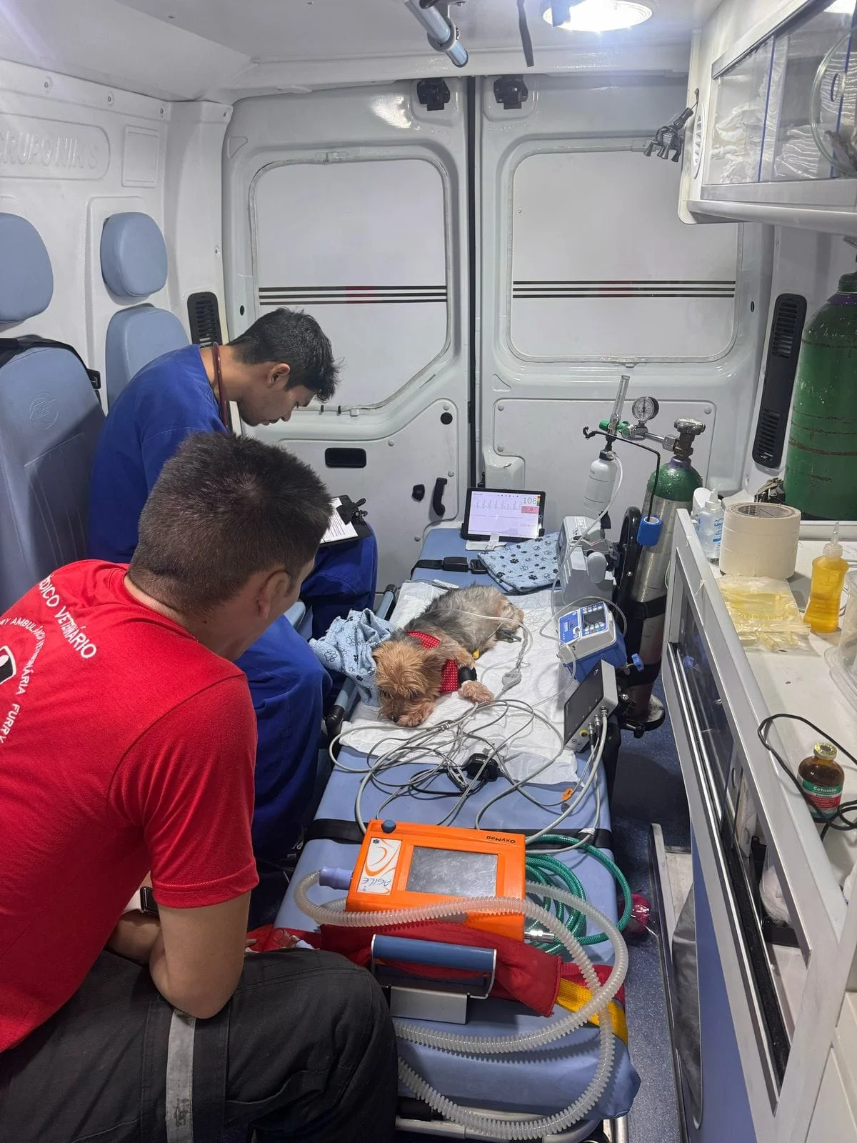 remoção veterinária de emergência