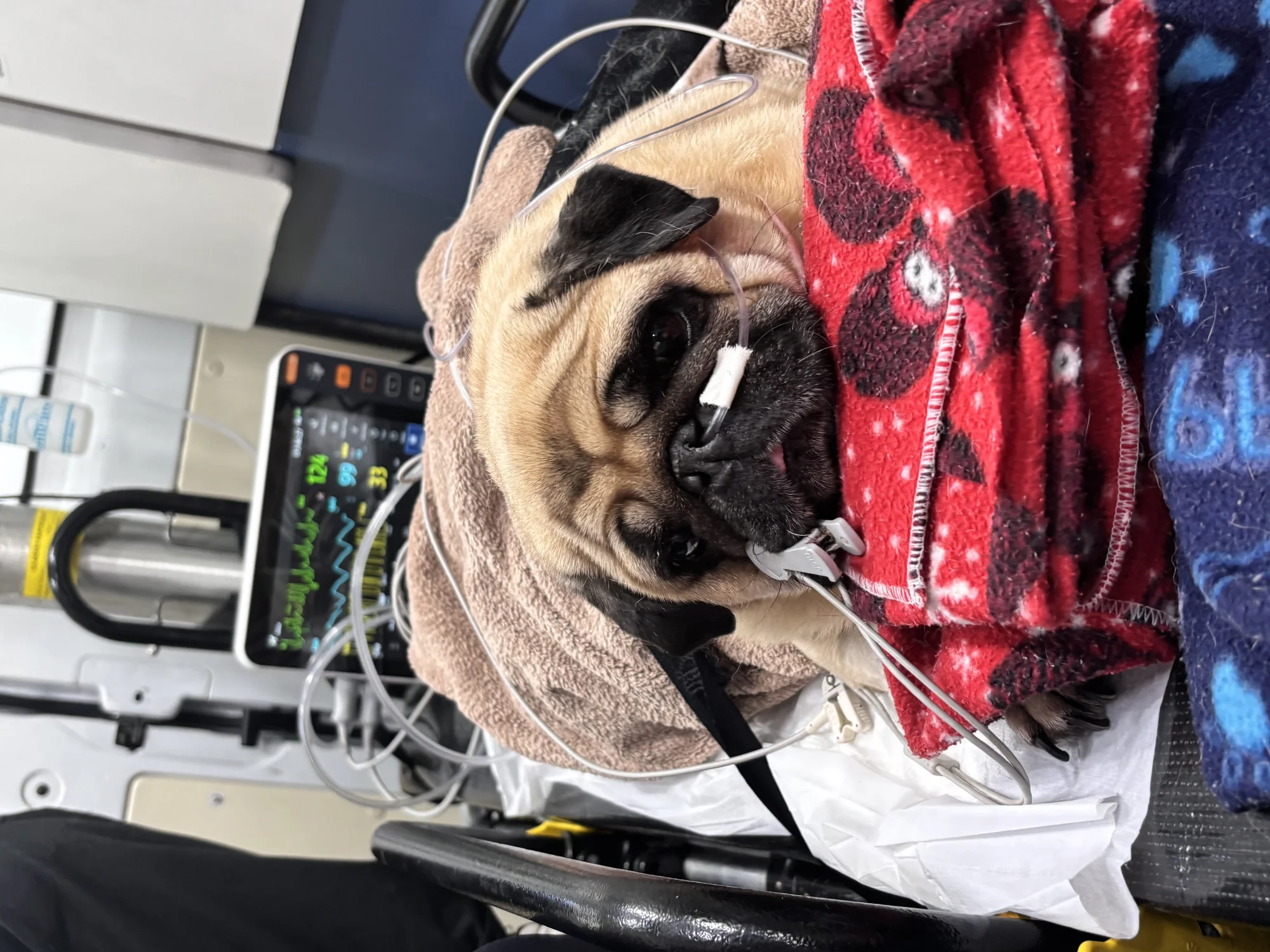 transferência veterinária