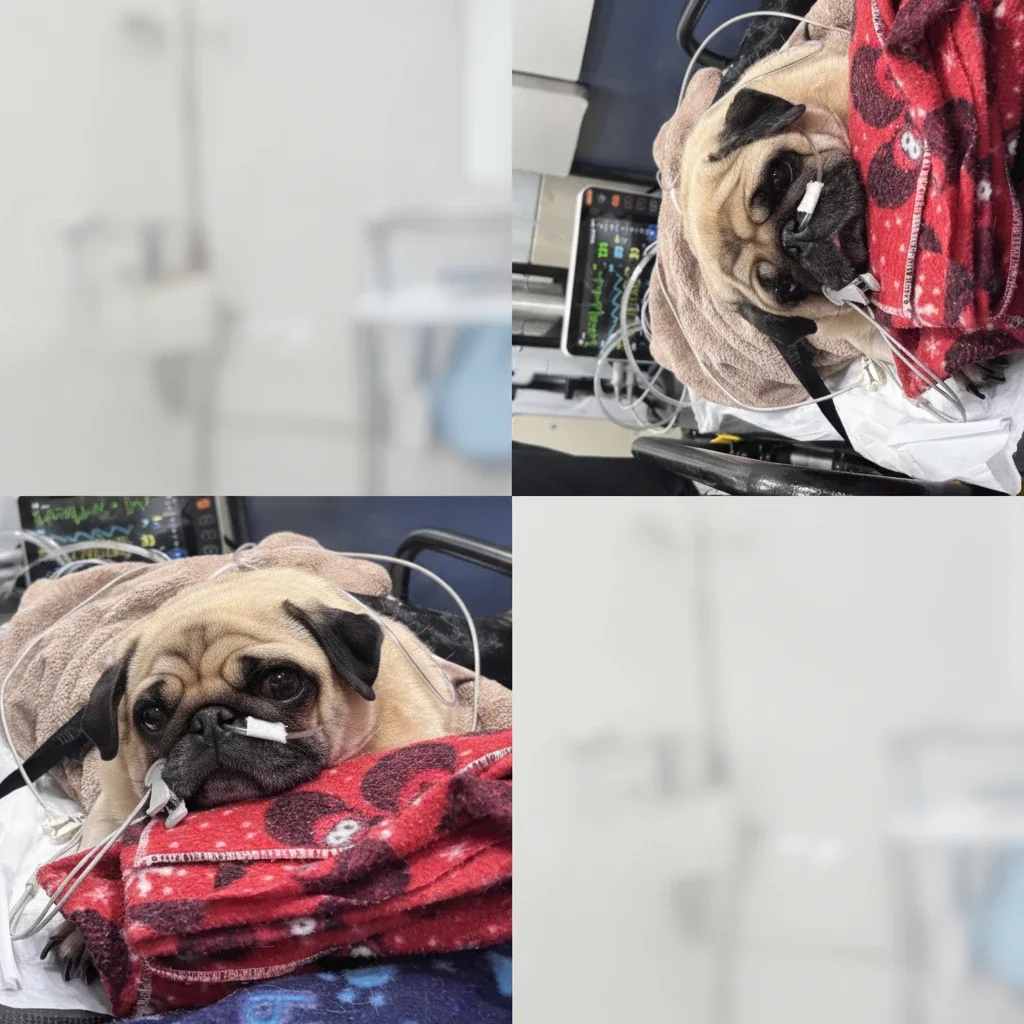 transferência veterinária